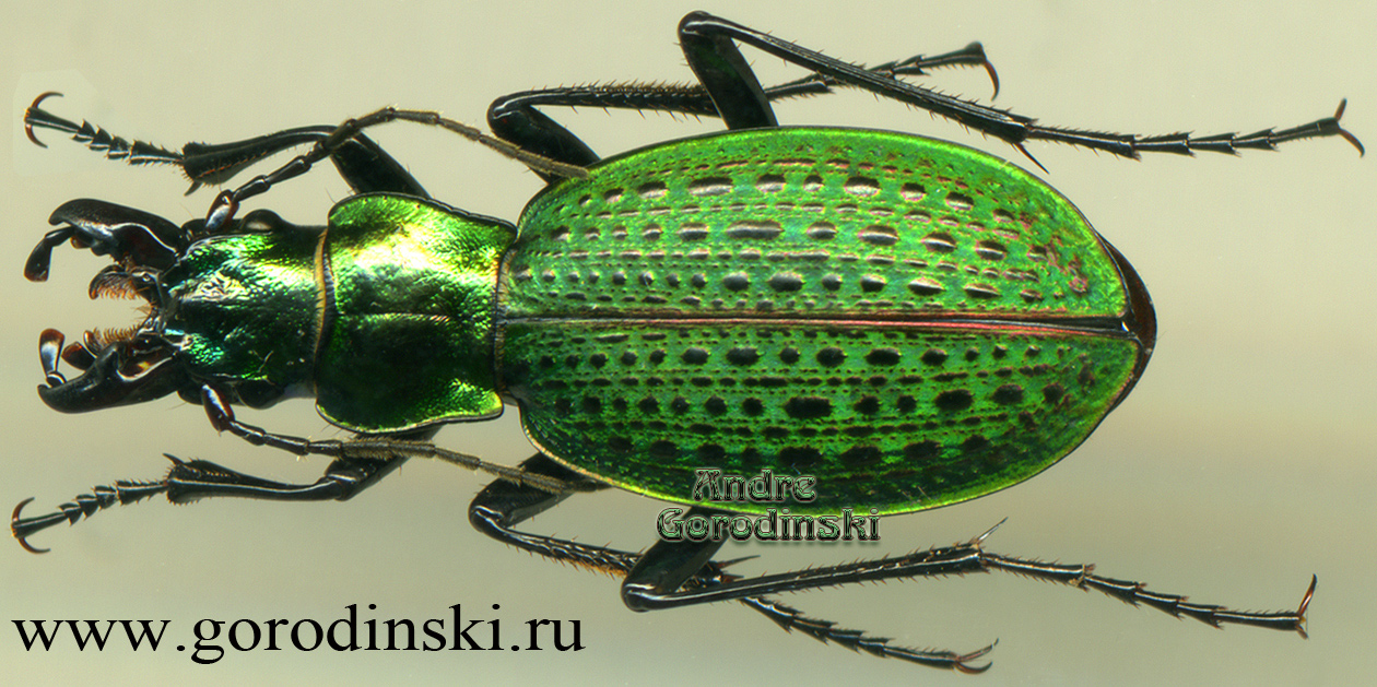 http://www.gorodinski.ru/carabus/Calocarabus pingpong.jpg